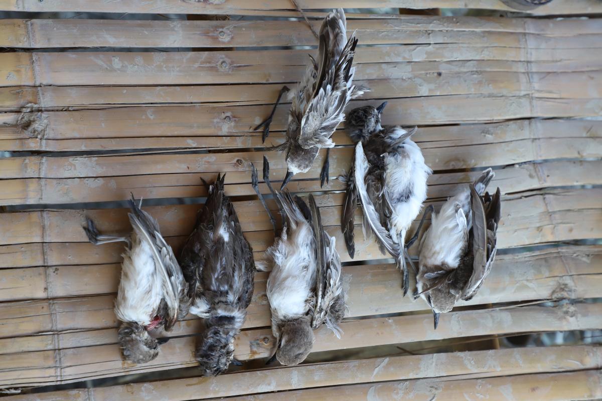 Birds Hunting in Paung EMU